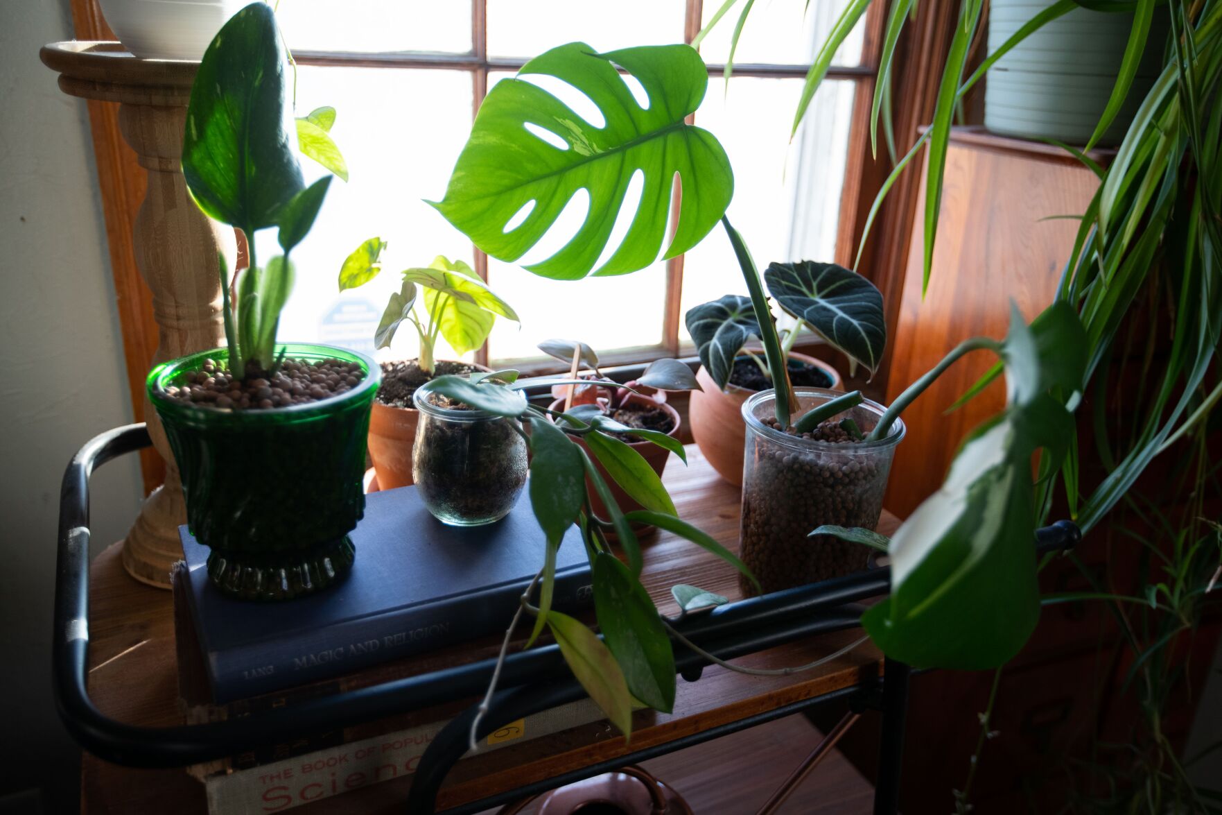 012321-owh-new-plants-LS08.JPG